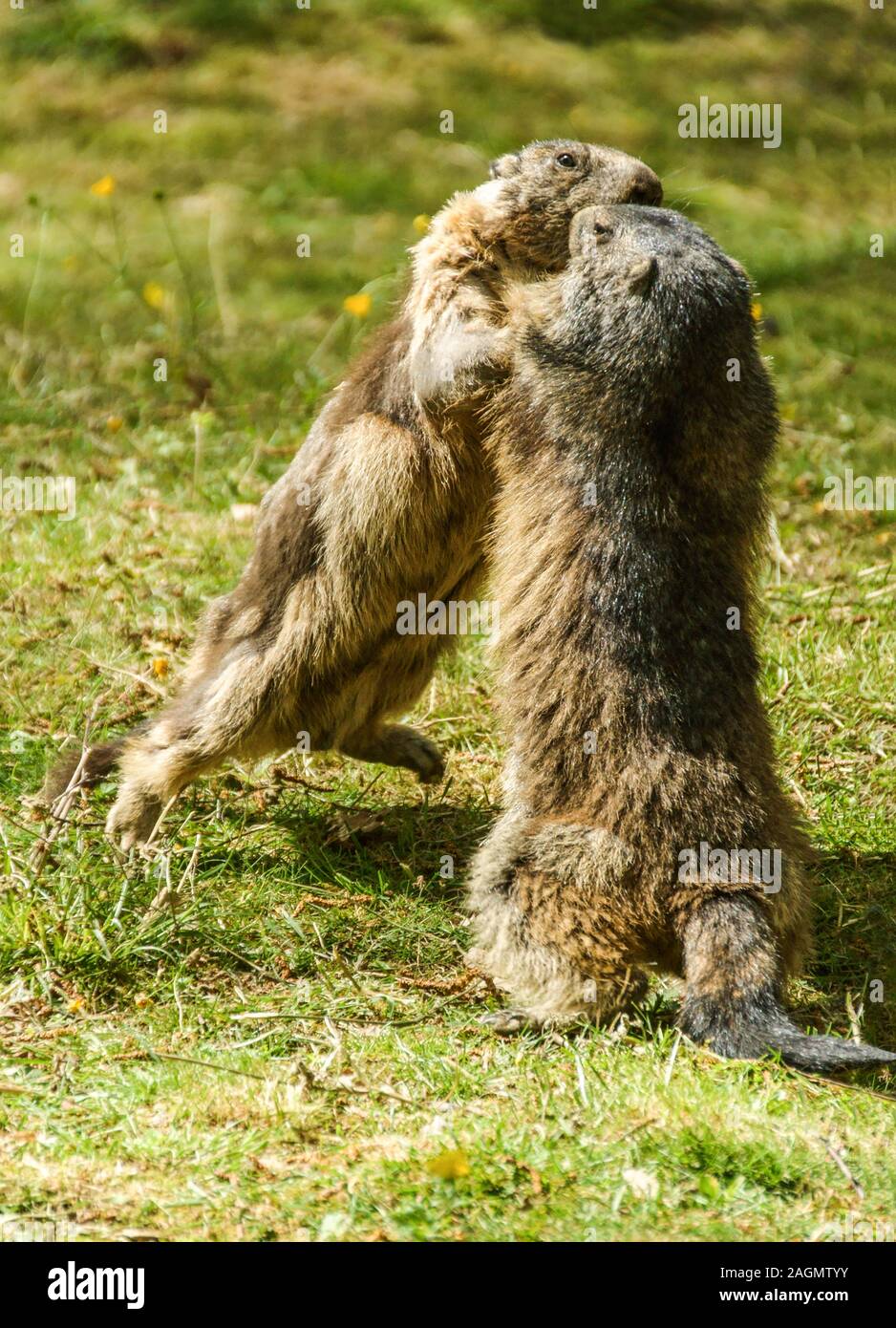 La marmotta alpina 'Marmota marmota' inizio primavera nei Pirenei. A sud-ovest della Francia Foto Stock