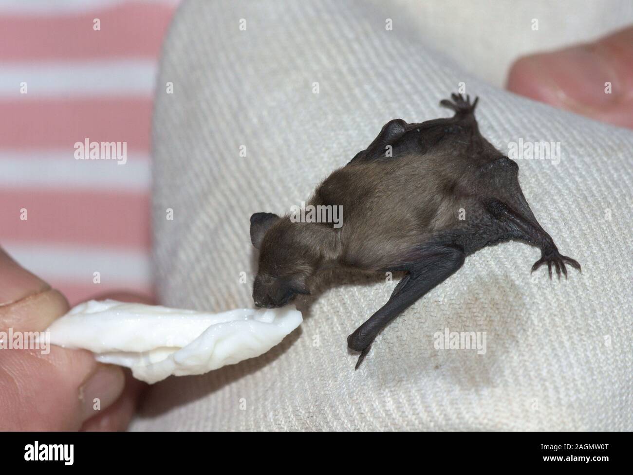 Pipistrelle Bat.Common 'Pipistrellus pipistrellus' animale giovane essendo allevati a mano dopo la caduta da un posatoio.a sud-ovest della Francia. Foto Stock