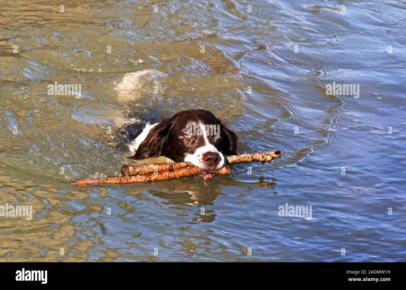 English Springer Spaniel.femmina. Un cane che ama l'acqua.A sud-ovest della Francia. Foto Stock