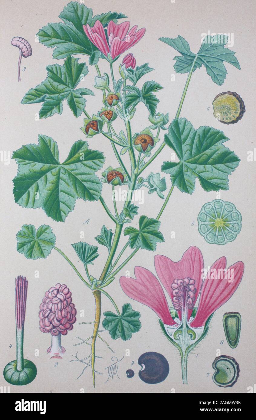 Miglioramento digitale ad alta qualità di riproduzione: Malva Sylvestris è una specie del genere di malva Malva nella famiglia di Malvaceae e è considerata essere la specie tipo per il genere, comune di malva, nomi comuni di formaggi, alta malva e alte malva / Wilde Malve Große Käsepappel, Pflanzenart aus der Gattung der Malven Foto Stock