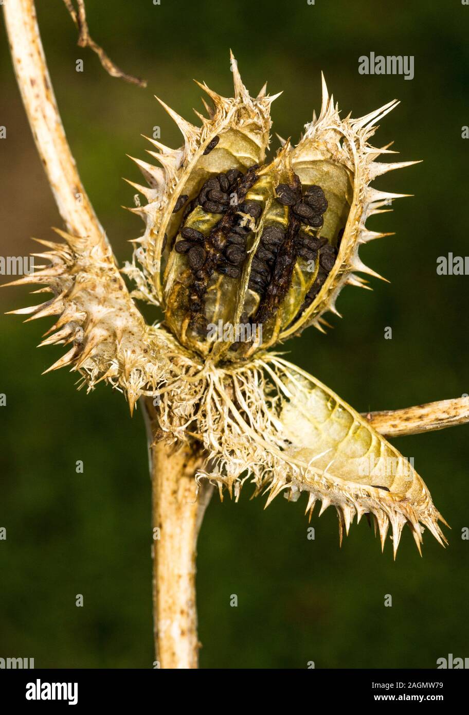 Thorn apple 'Datura stramonium' i frutti maturi splitting aperto a disperdere i semi.a sud-ovest della Francia. Foto Stock