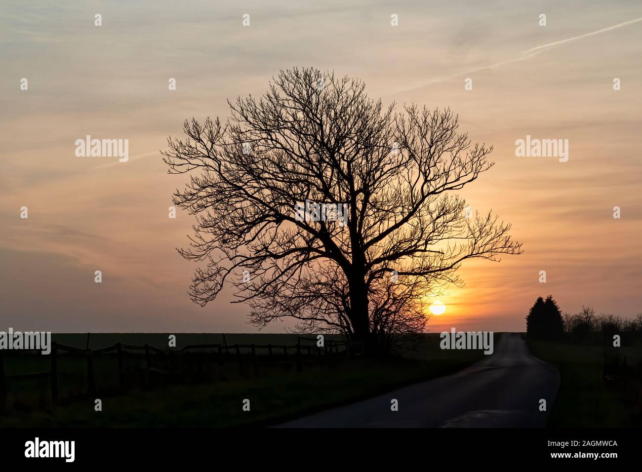 Albero nudo nel tramonto a caduta Foto Stock