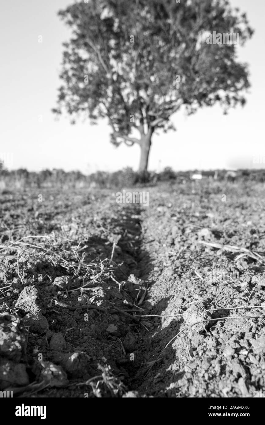 Un basso livello di vista su terreni agricoli britannico che è stato preparato per la stagione del raccolto. Foto Stock