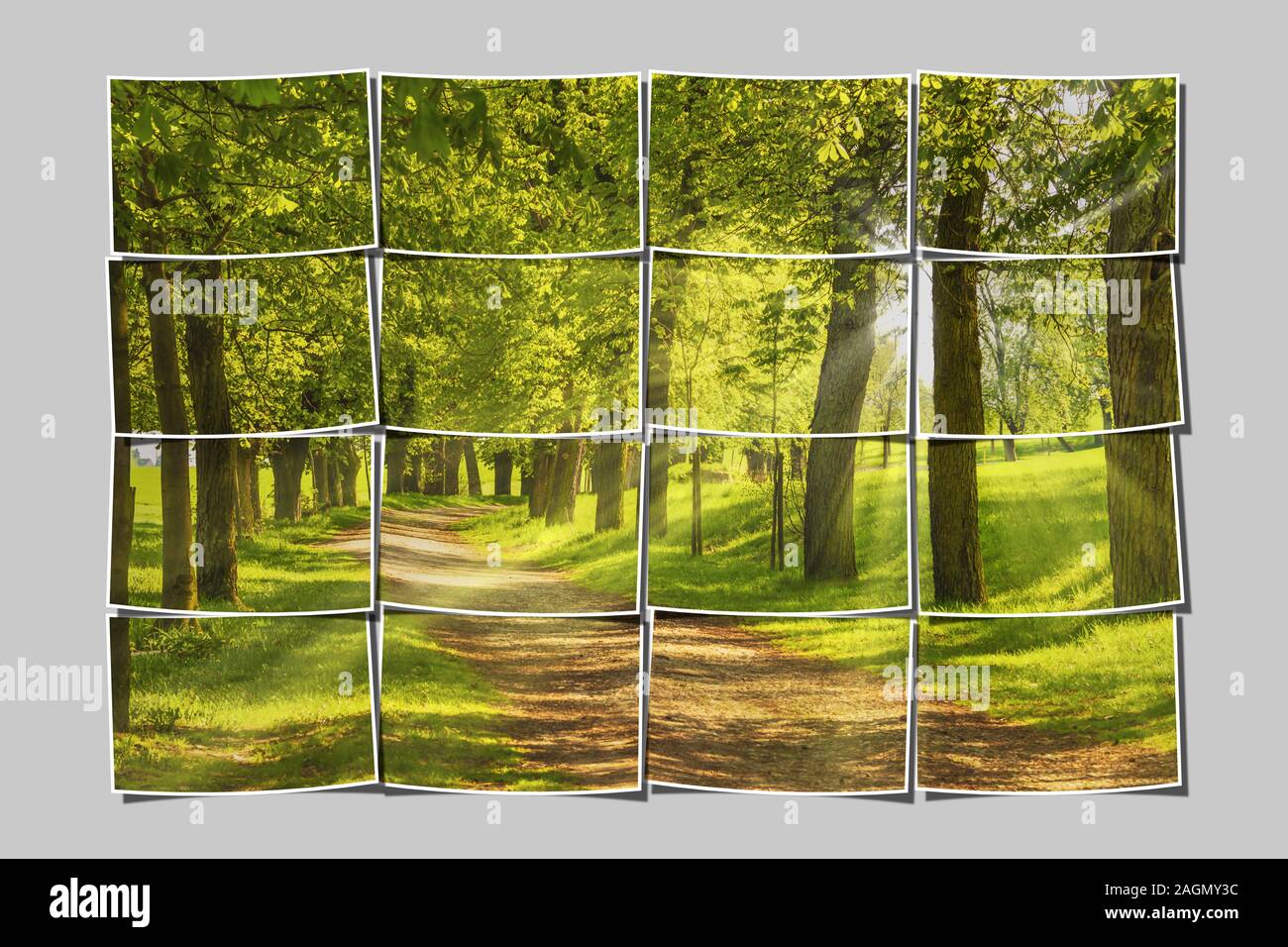 16 piccole immagini danno una grande immagine. Viale di alberi, il sole splende attraverso gli alberi Foto Stock