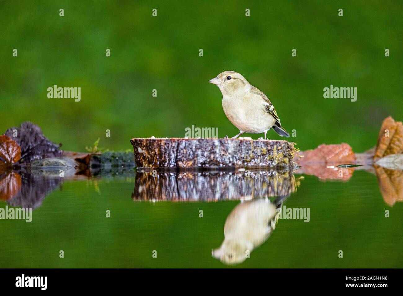 Una femmina di fringuello rovistando nel tardo autunno in Galles centrale Foto Stock