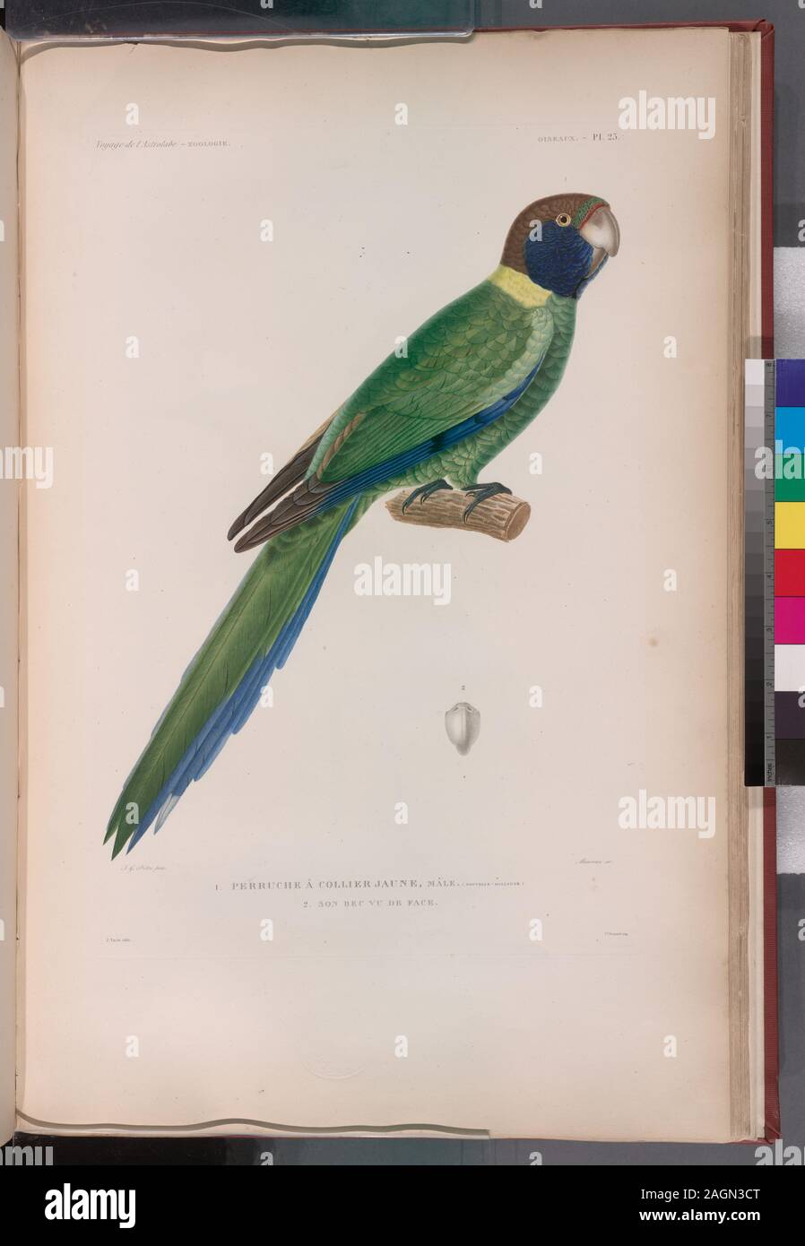 Oiseaux: 1. Perruche à collier jaune, mâle. (Nouvelle-Hollande.); 2. Figlio bec vi de faccia.; Oiseaux: 1. Perruche à collier jaune, mâle. (Nouvelle-Hollande.); 2. Figlio bec vi de faccia. Foto Stock