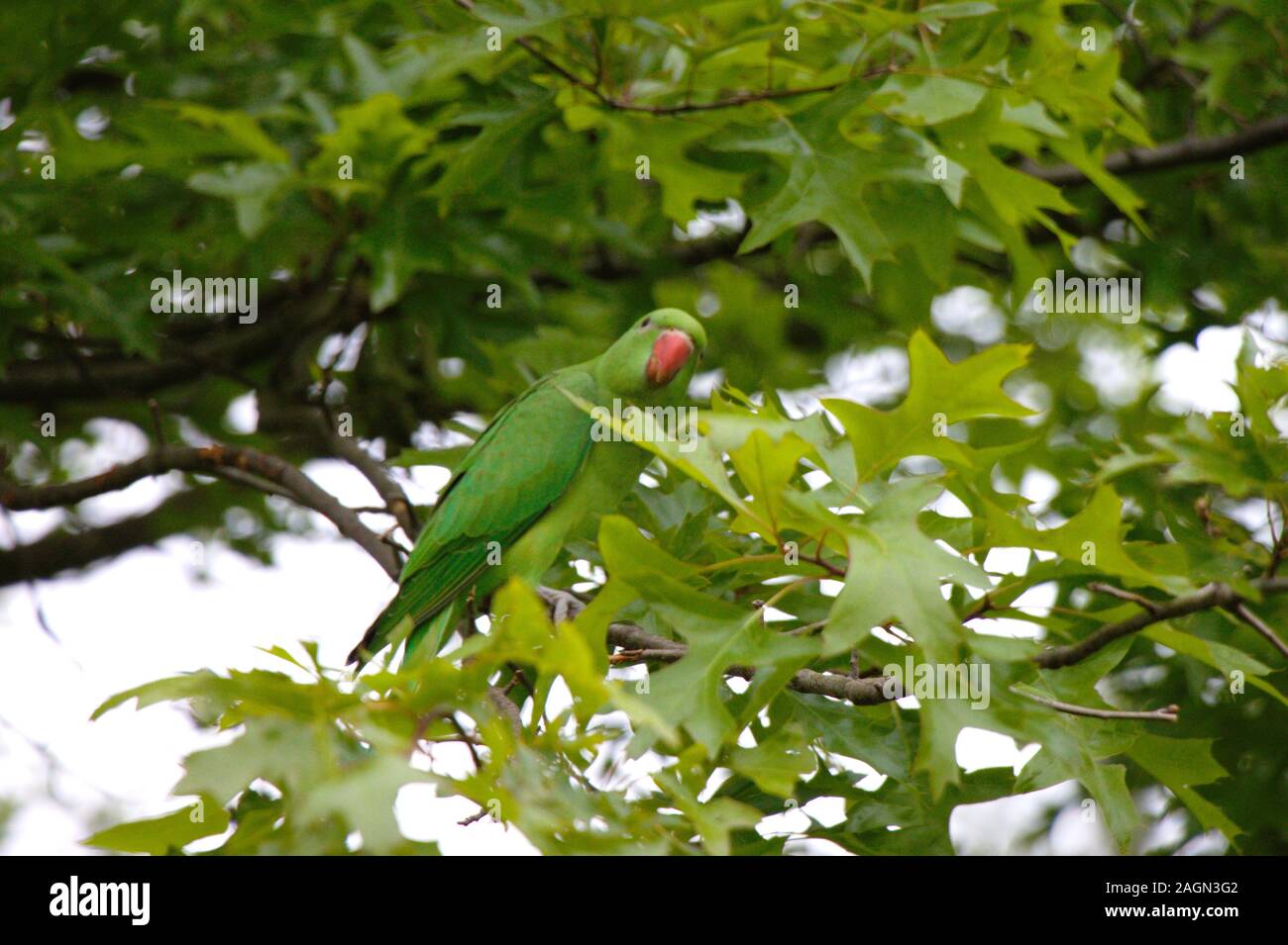 Rose-inanellati parrocchetto (Psittacula krameri) al Hyde Park di Londra. Foto Stock