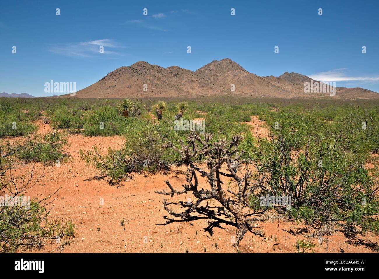 NM00165-00...NEW MEXICO - Chiricahua deserto vicino Antelope Wells, asciutto e caldo, e percorse da Continental Divide Trail escursionisti e grande divario Mou Foto Stock