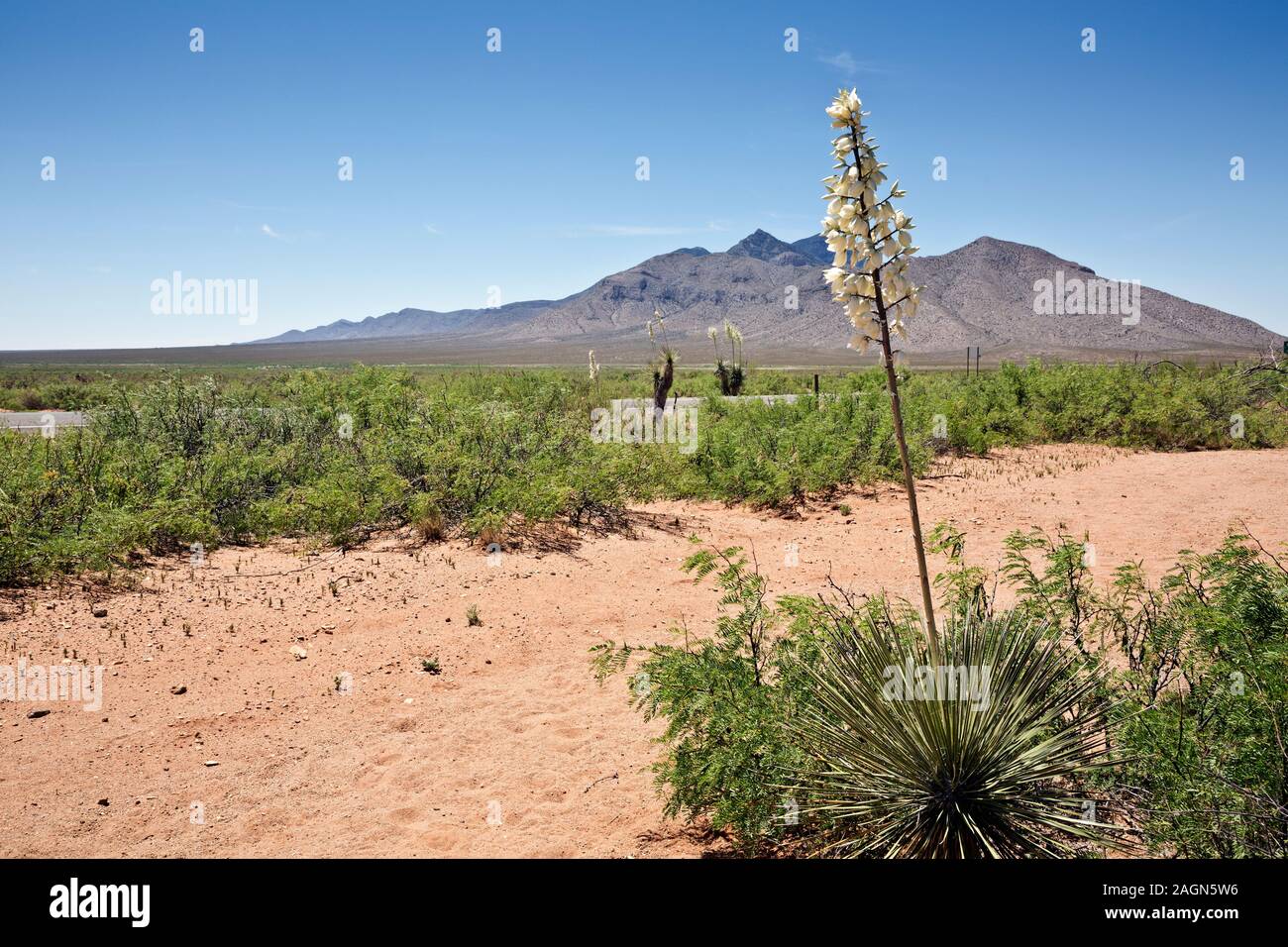 NM00166-00...NEW MEXICO - fioritura impianto yukka Chiricahua deserto vicino Antelope i pozzetti in prossimità di un incrocio del Continental Divide S nazionali Foto Stock