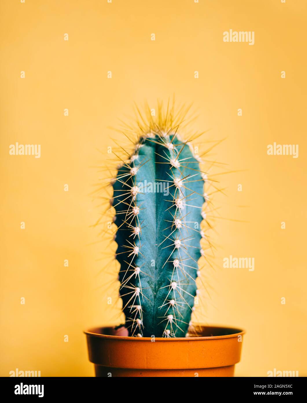 Verde cactus nel decor e pentola più luminosa arancio pastello sfondo. Colorato di giallo alla moda estiva concetto creativo. Minimal pop contemporanea arte. Ho Funky Foto Stock
