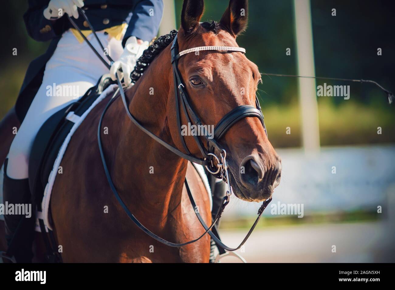 Ritratto di una bellissima baia cavallo, vestito in abiti sportivi per dressage e con il cavaliere in sella che tiene il suo da le redini. Foto Stock