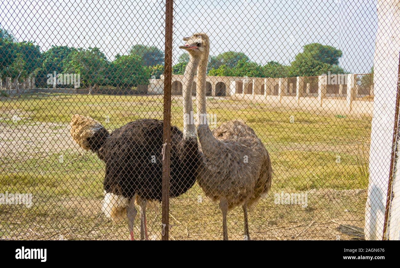 In prossimità dei due paesi africani di struzzi in un parco.ritratto di due struzzi con il cielo azzurro e gli alberi dello sfondo. Foto Stock