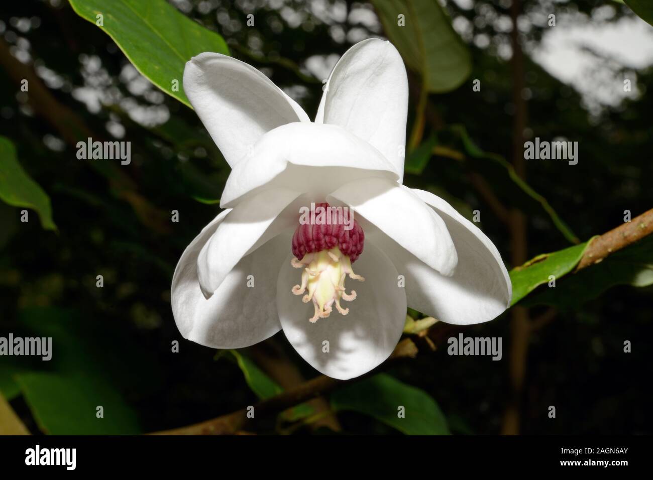 Magnolia sieboldii (Siebold della magnolia) è nativo di Asia orientale tra cui la Cina, il Giappone e la Corea crescente in subtropicale / tropicali Foreste montane. Foto Stock
