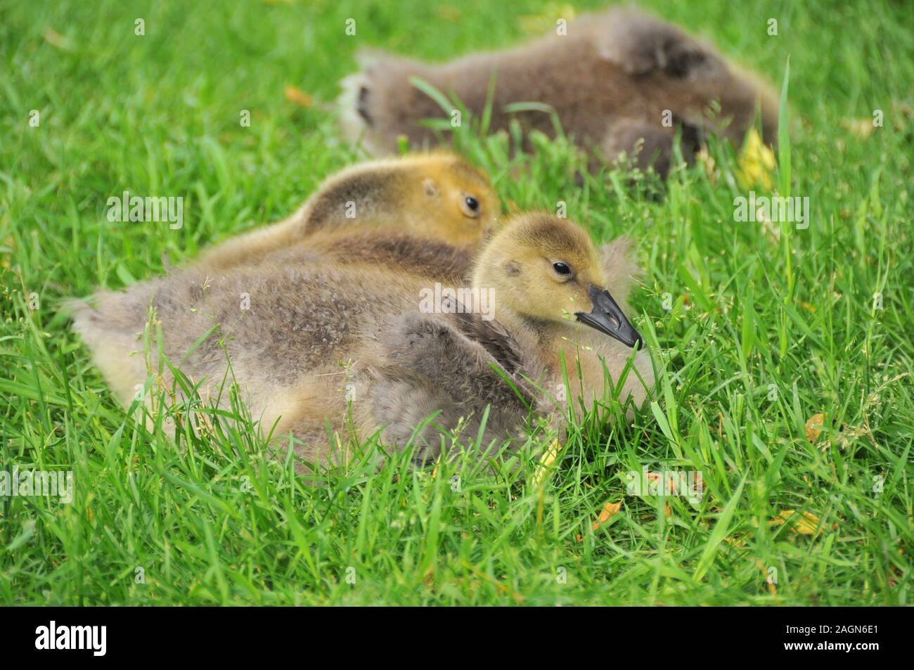 Baby Canada Goose in erba Foto Stock