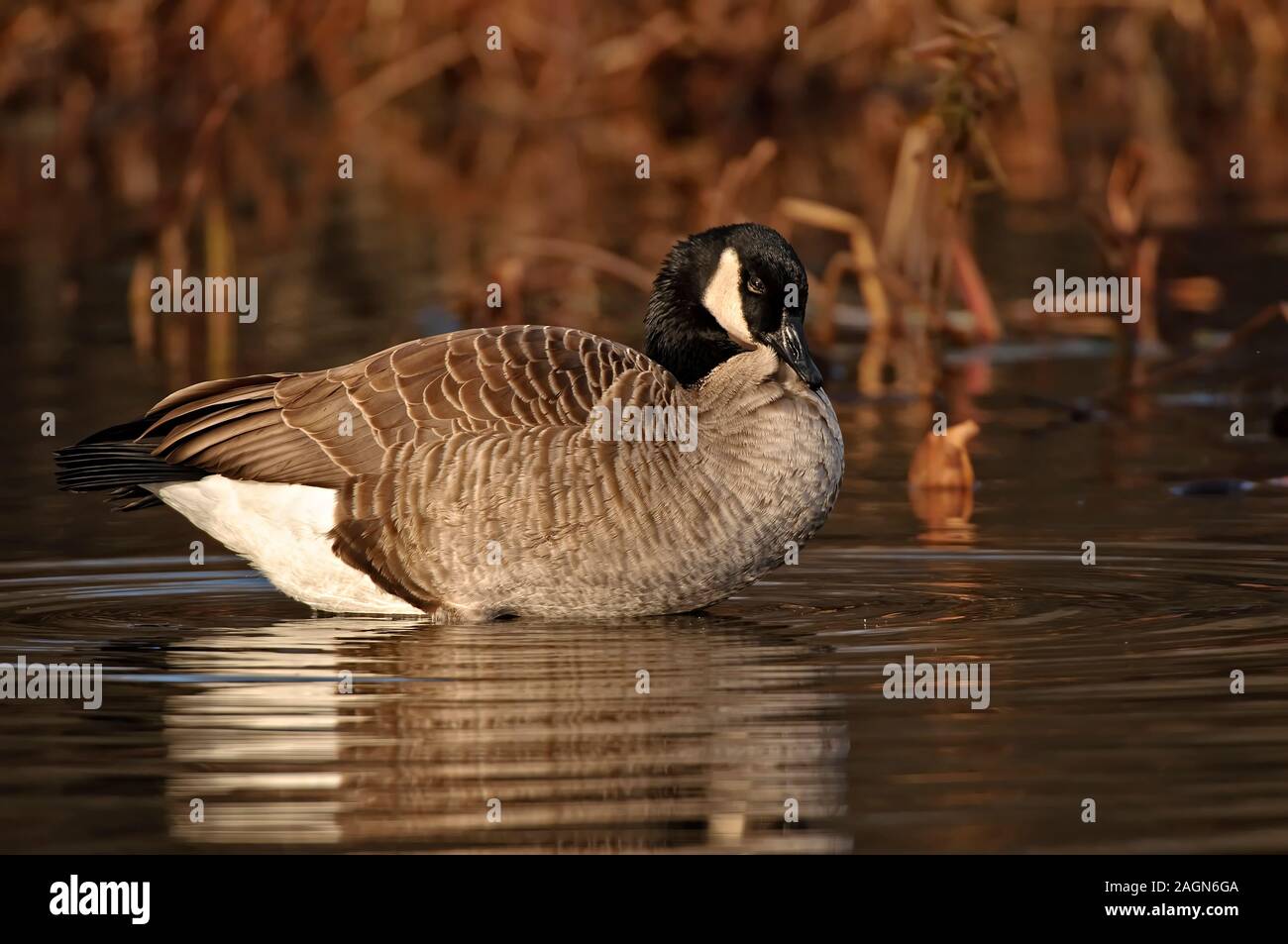 Canada Goose in acqua. Foto Stock