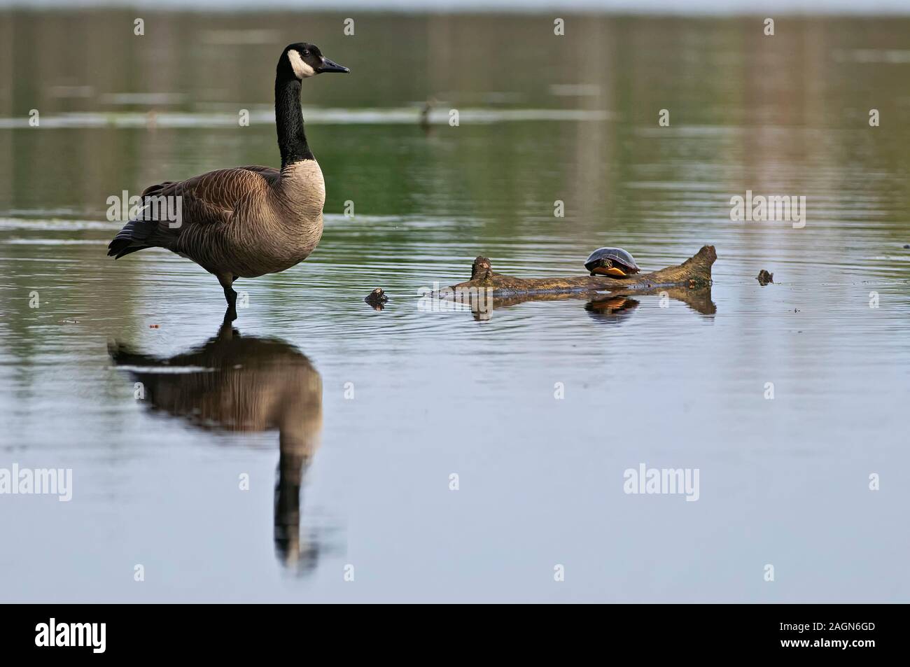 Canada Goose in acqua. Foto Stock