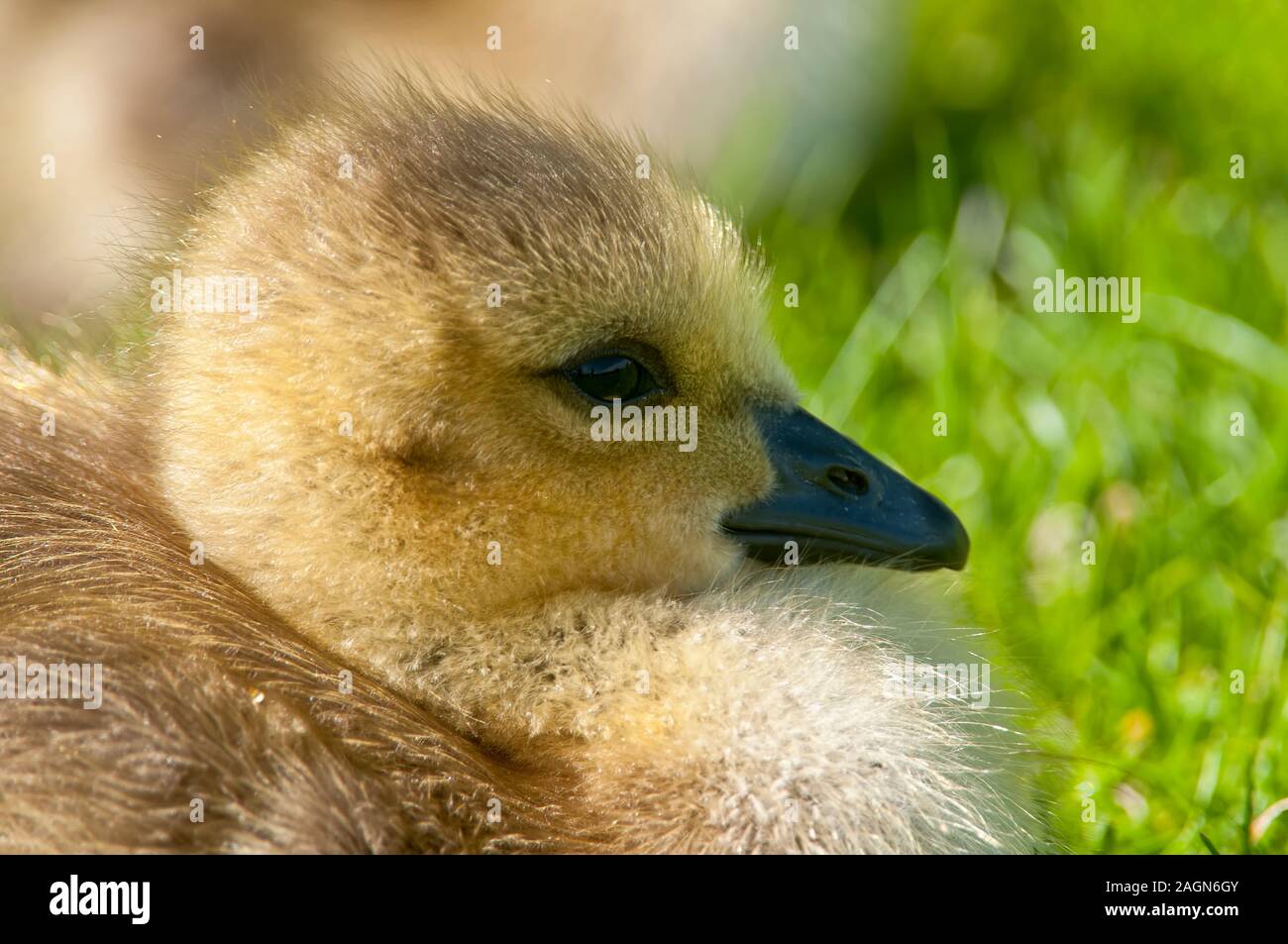 Baby Canada Goose in erba Foto Stock