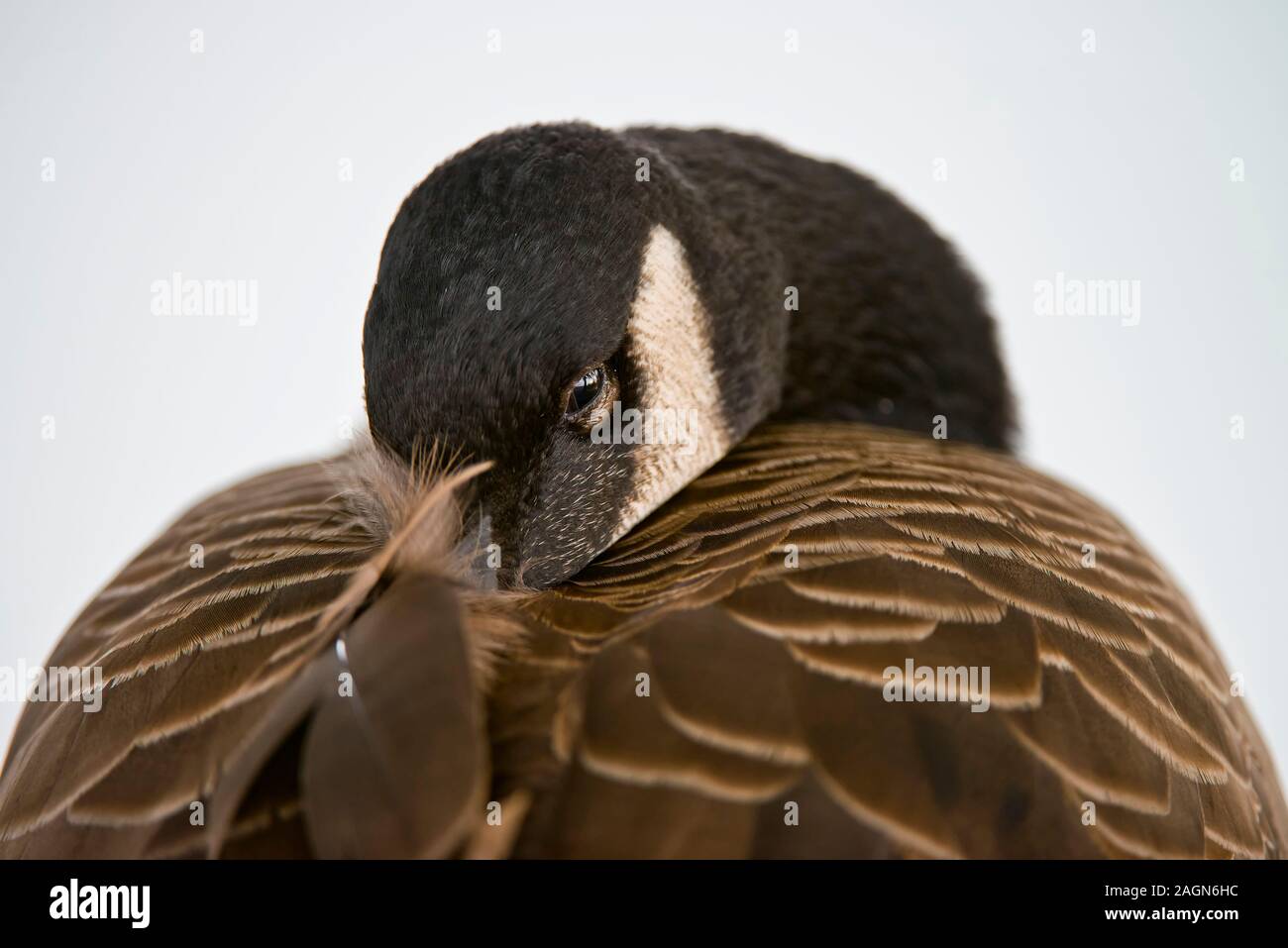Canada Goose Closeup ritratto Foto Stock