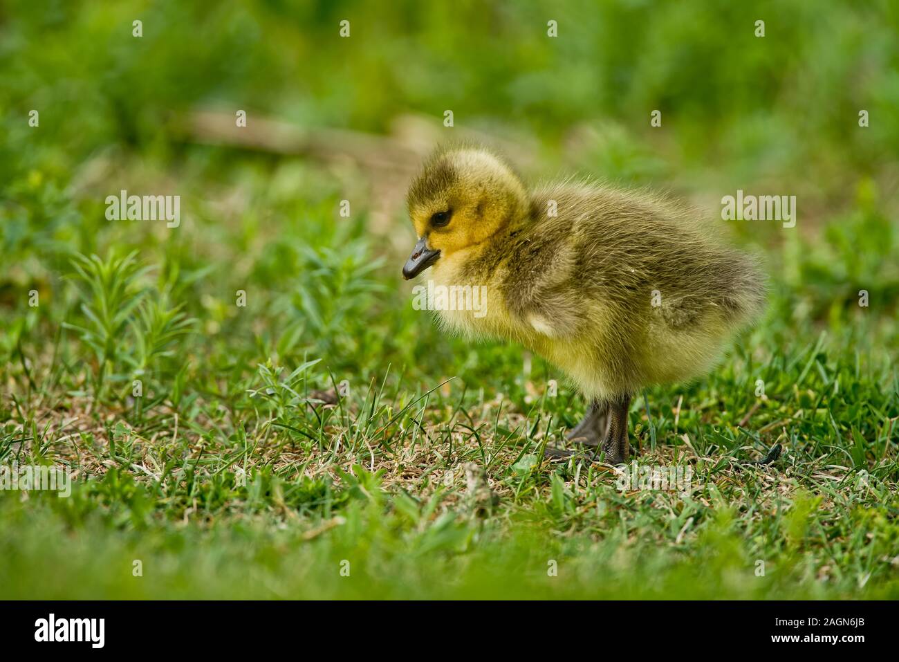 Baby Canada Goose in erba Foto Stock