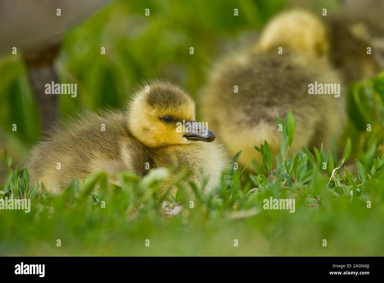 Baby Canada Goose in erba Foto Stock