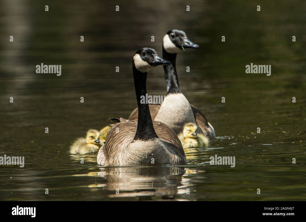 Canada Goose e neonati, Foto Stock