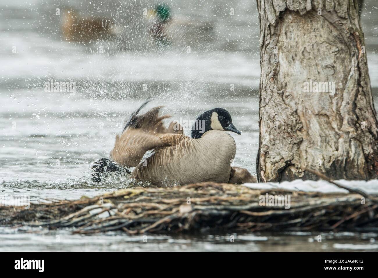 Canada Goose in acqua. Foto Stock