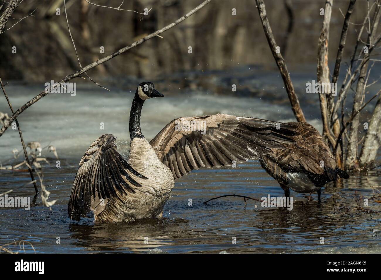 Canada Goose in acqua. Foto Stock