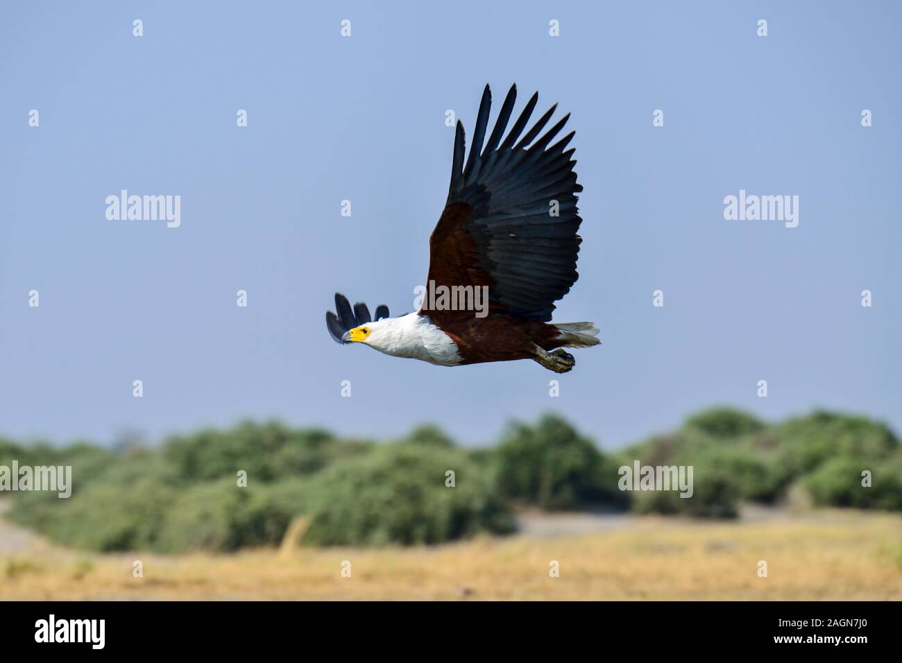 African fish eagle (Haliaeetus vocifer) in volo sopra il fiume Chobe nel Chobe National Park, Botswana, Sud Africa Foto Stock
