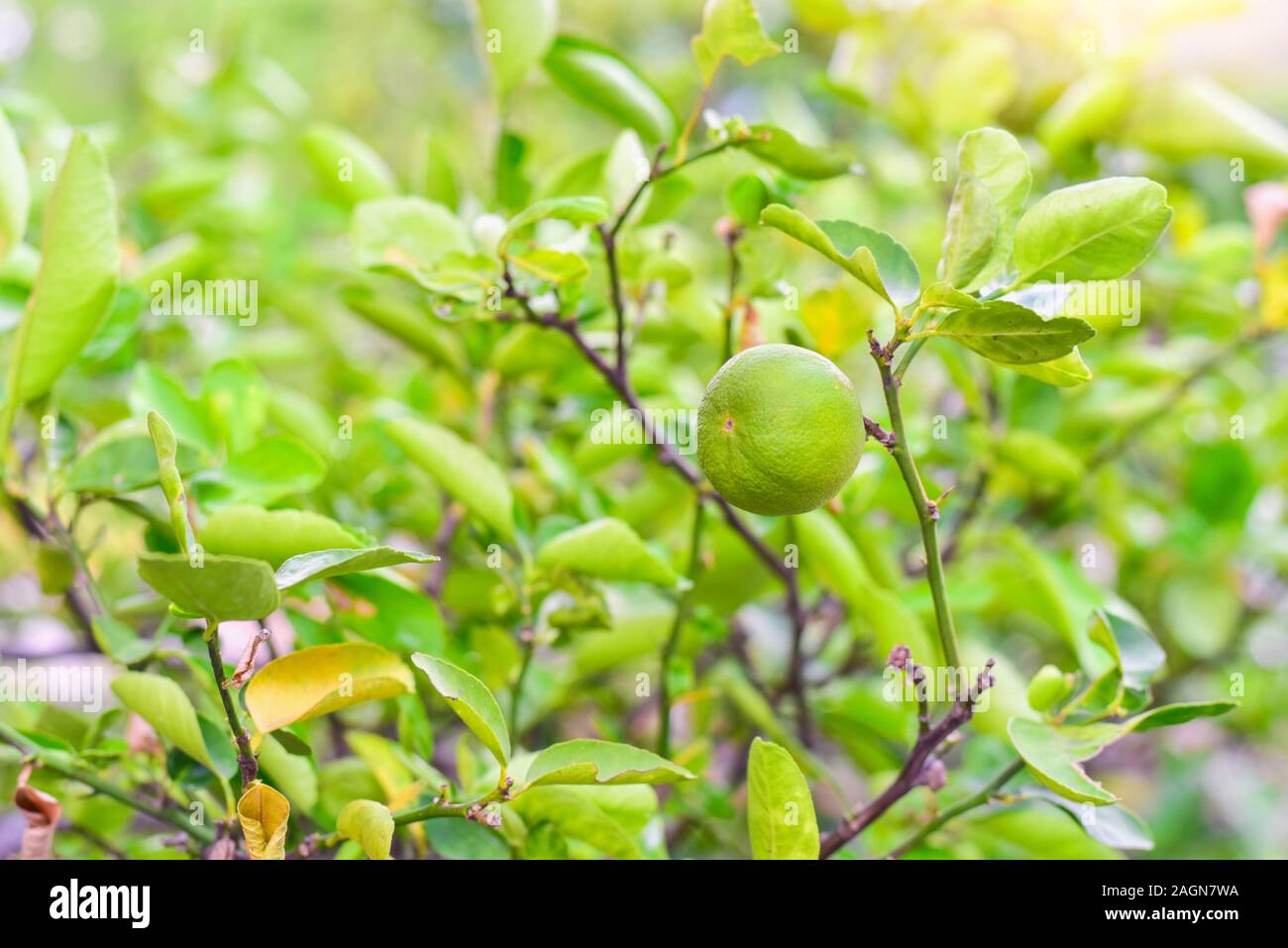 Key Lime Su Lime Tree Foto Stock