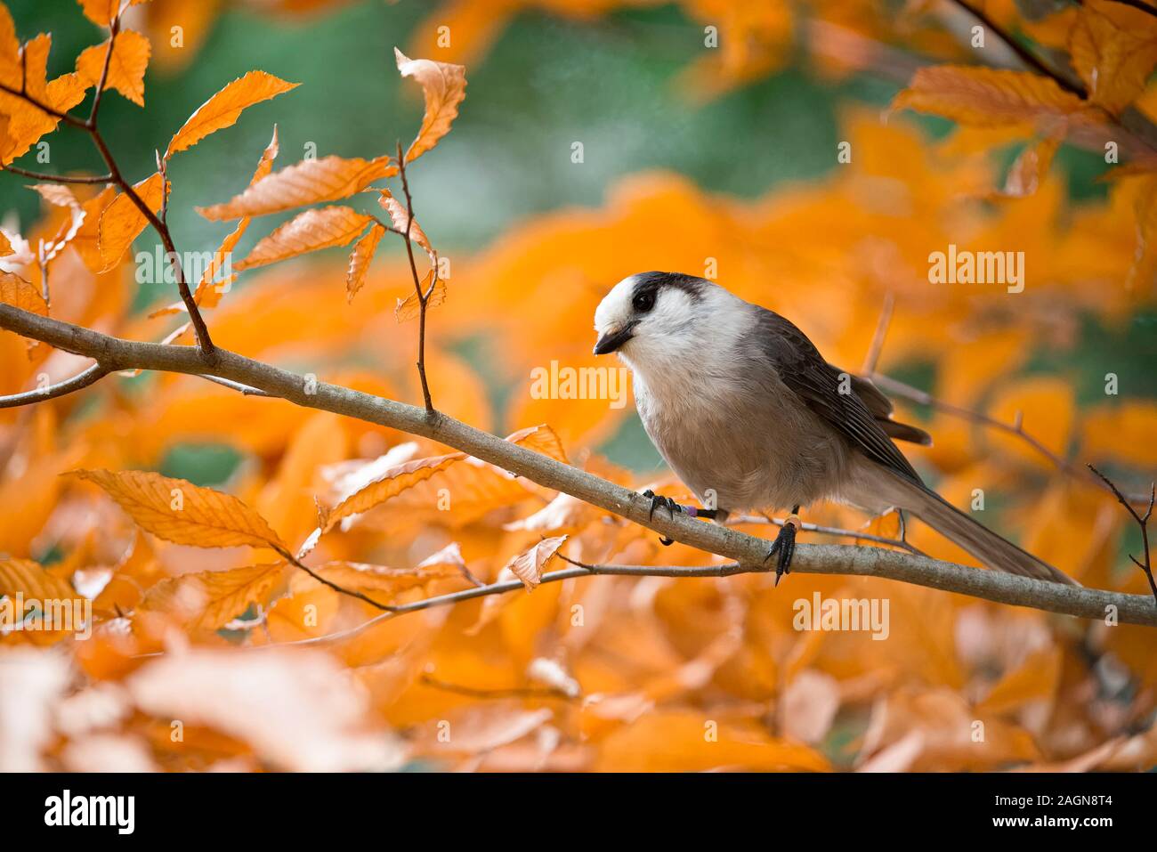 Canada Jay Foto Stock