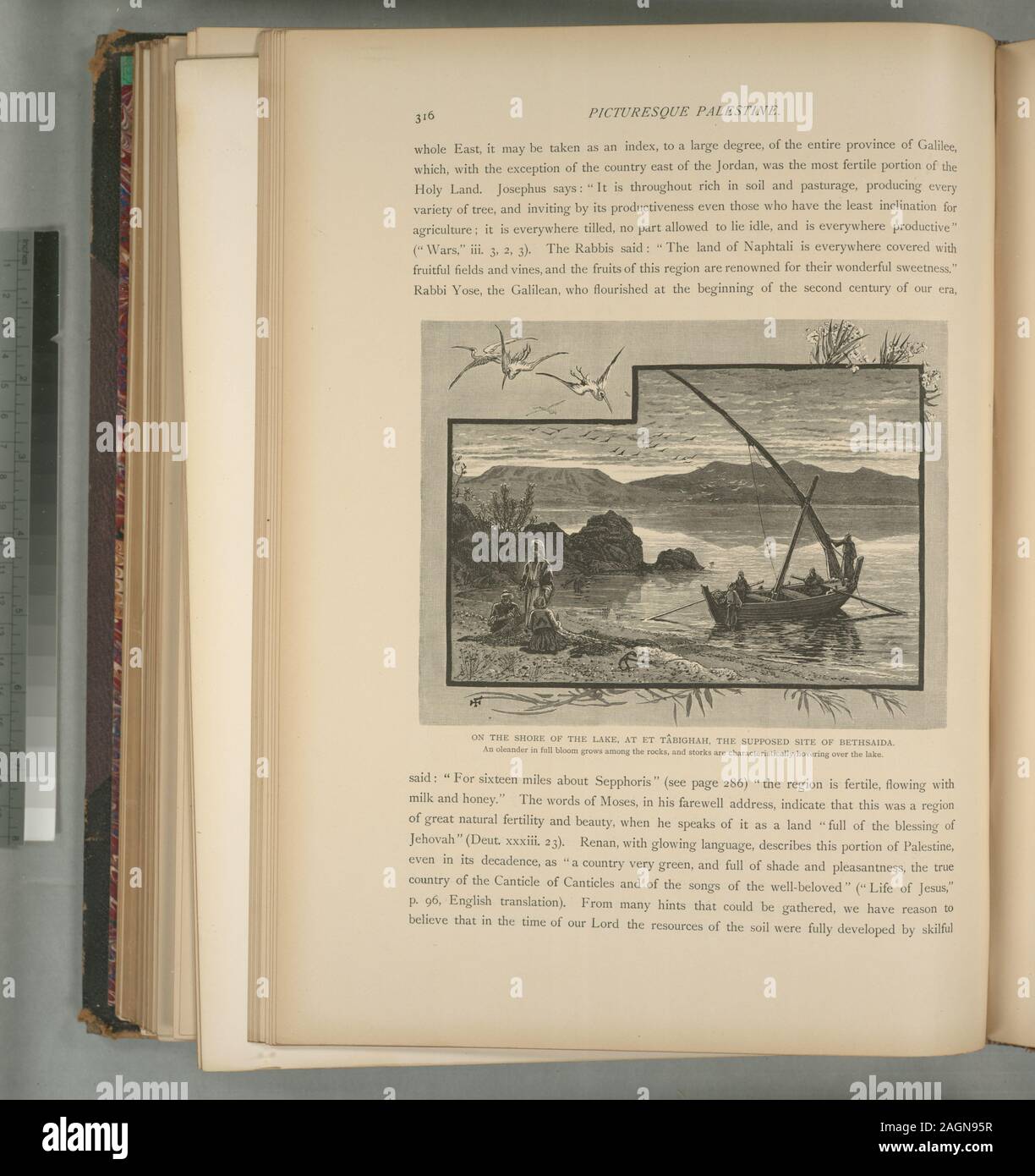 Il colonnello Wilson, ed.; sulla riva del lago, a et Tâbighah, il presunto luogo di Betsaida, un oleandro in piena fioritura cresce tra le rocce e le cicogne sono caratteristicamente passando sopra il lago Foto Stock