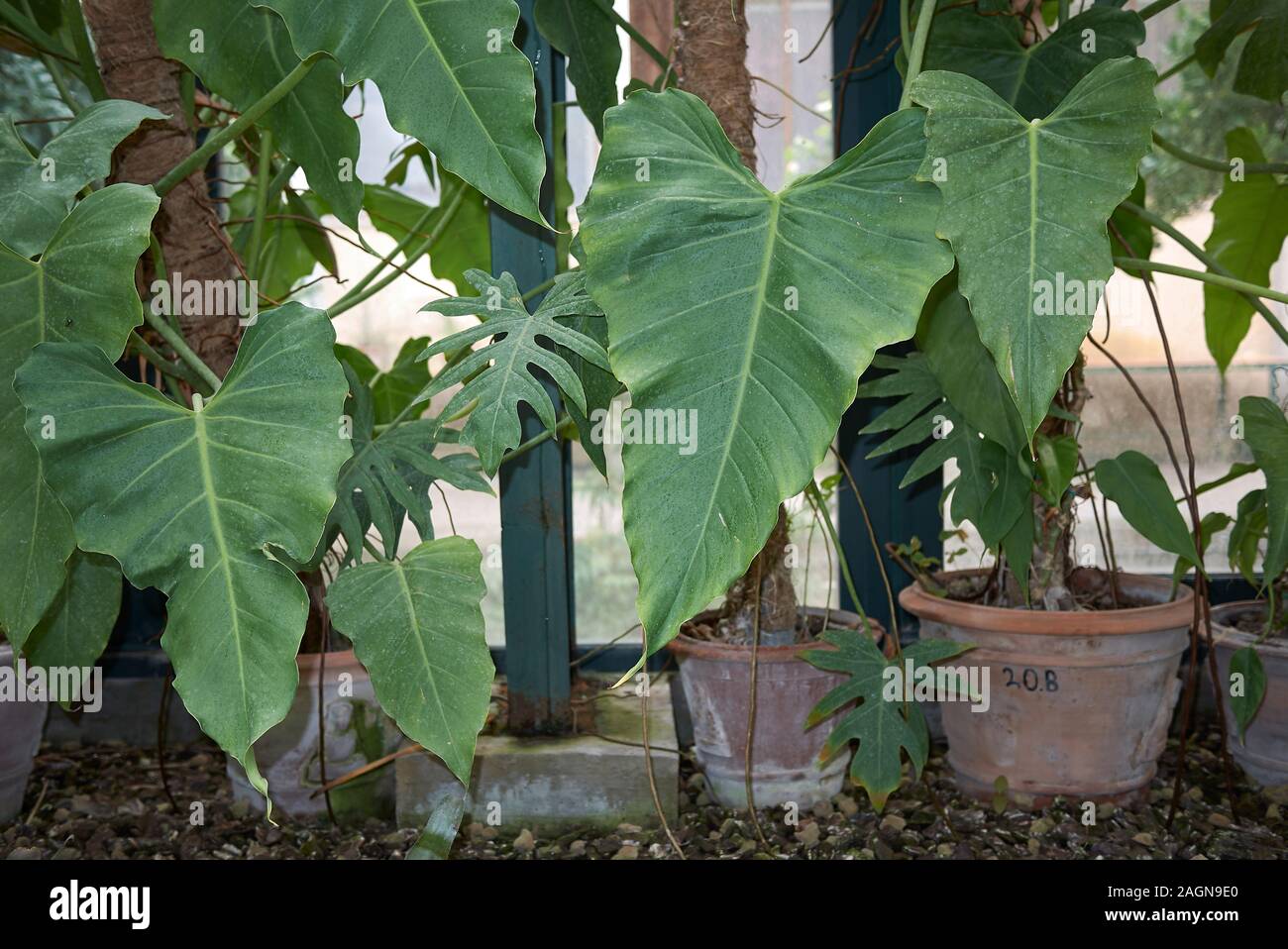 Vegetazione lussureggiante di piante Philodendron Foto Stock