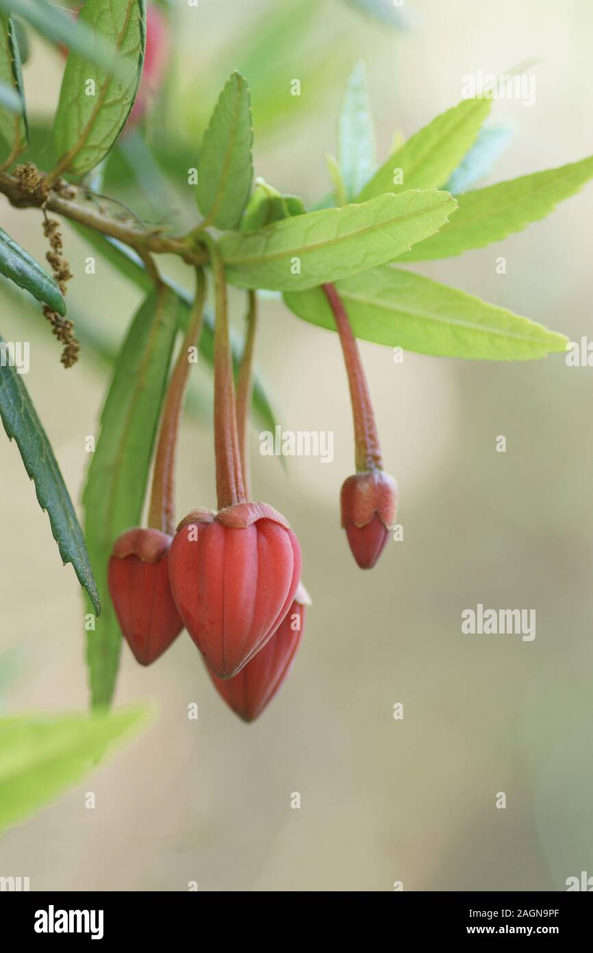 Crinodendron hookerianum Foto Stock