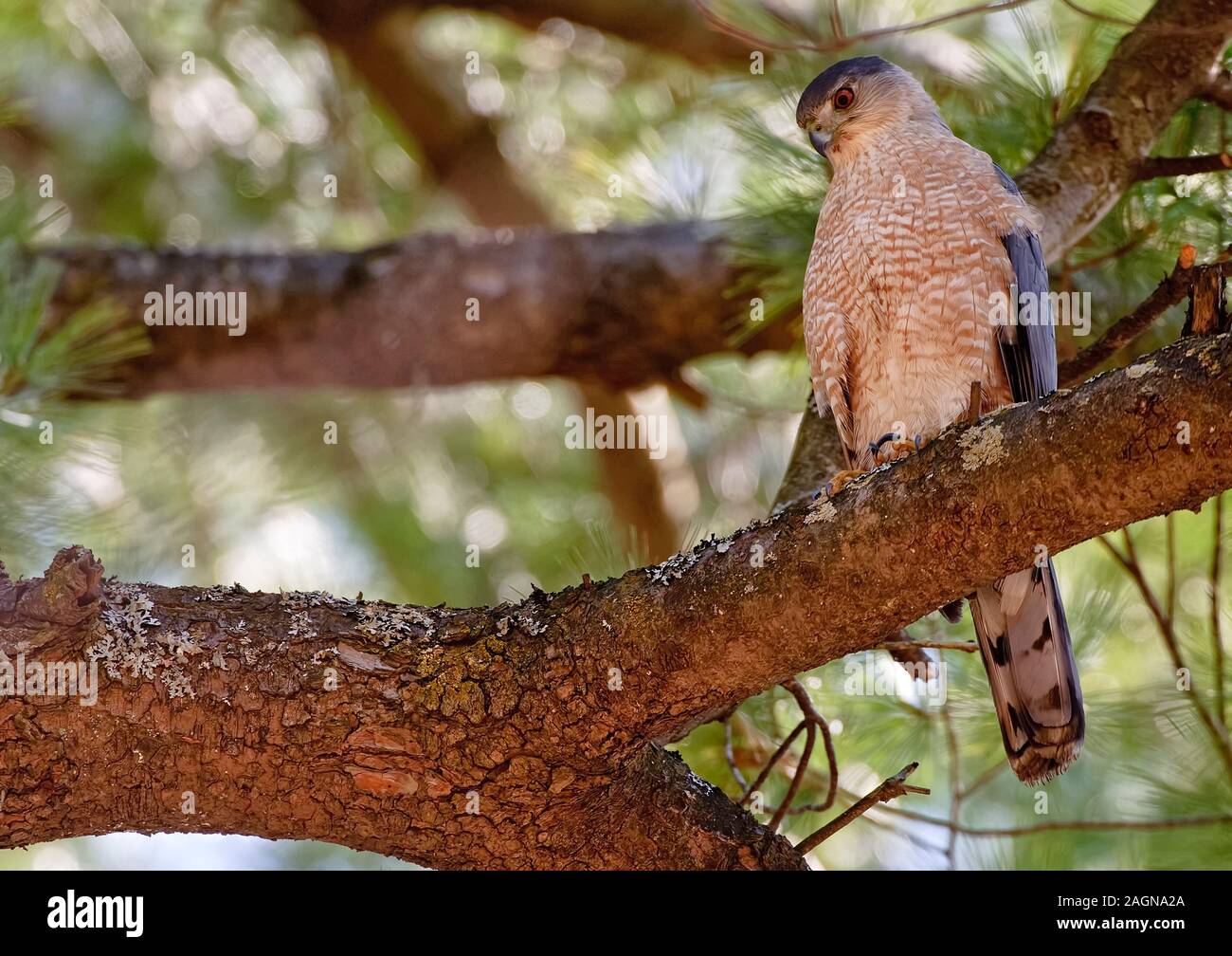 Coopers Hawk Foto Stock