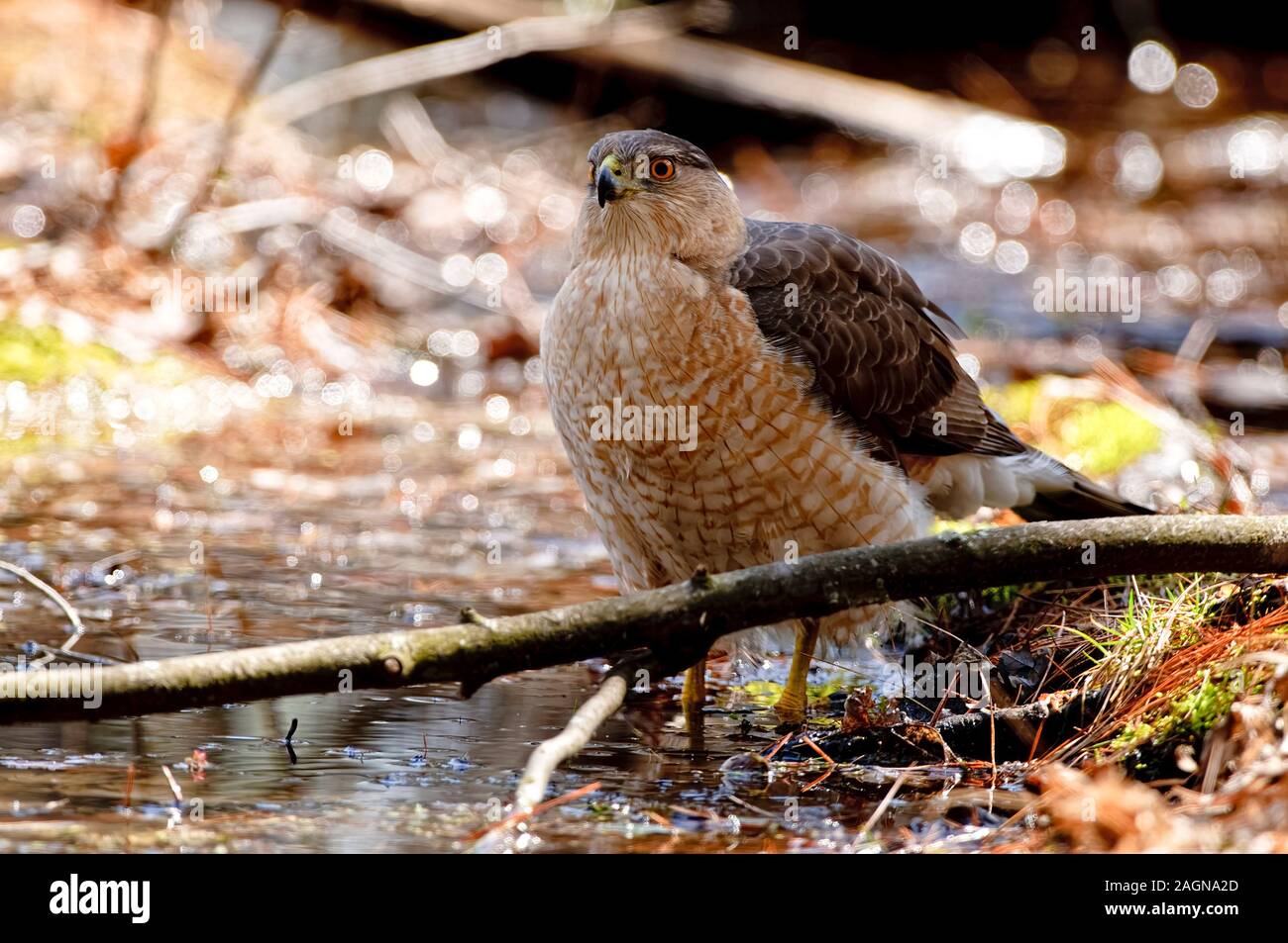 Coopers Hawk Foto Stock