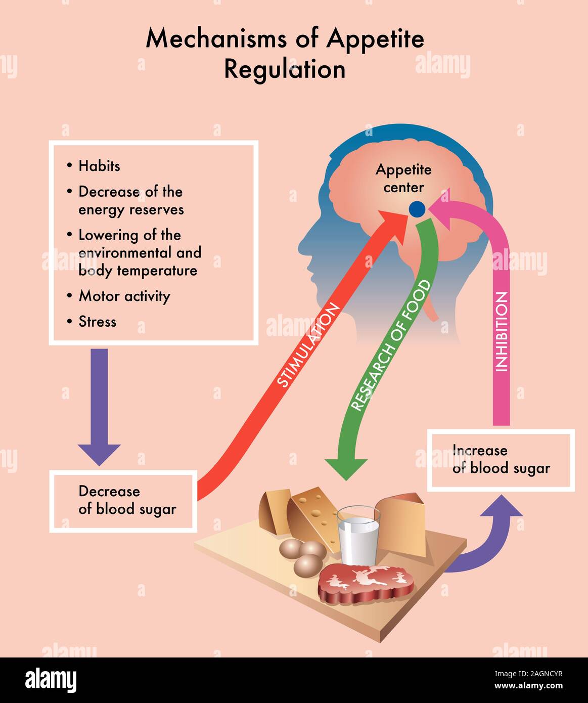 Medical diagramma che mostra dei meccanismi di regolazione dell'appetito. Foto Stock