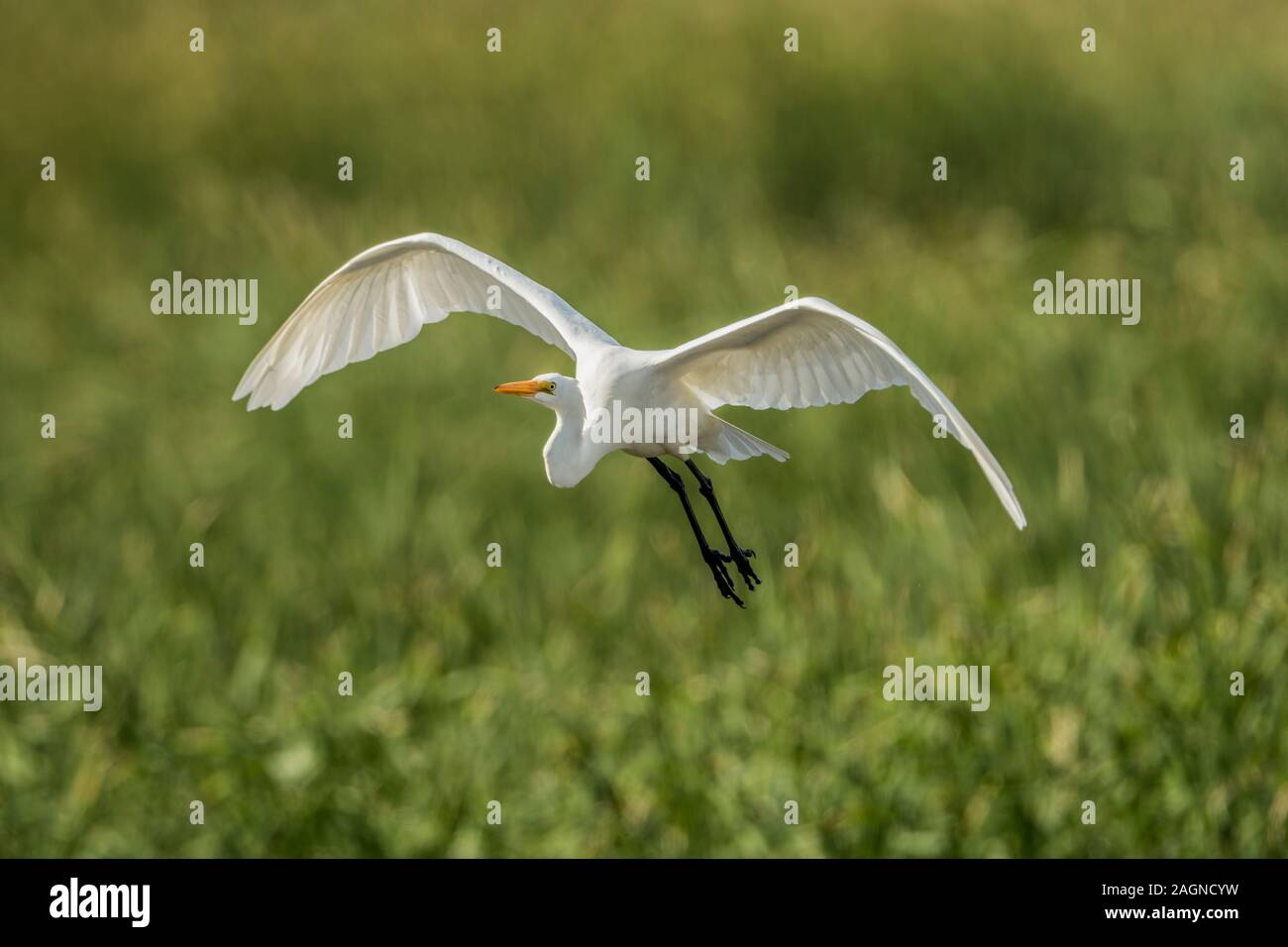 Airone bianco maggiore sorvolano marsh. Foto Stock