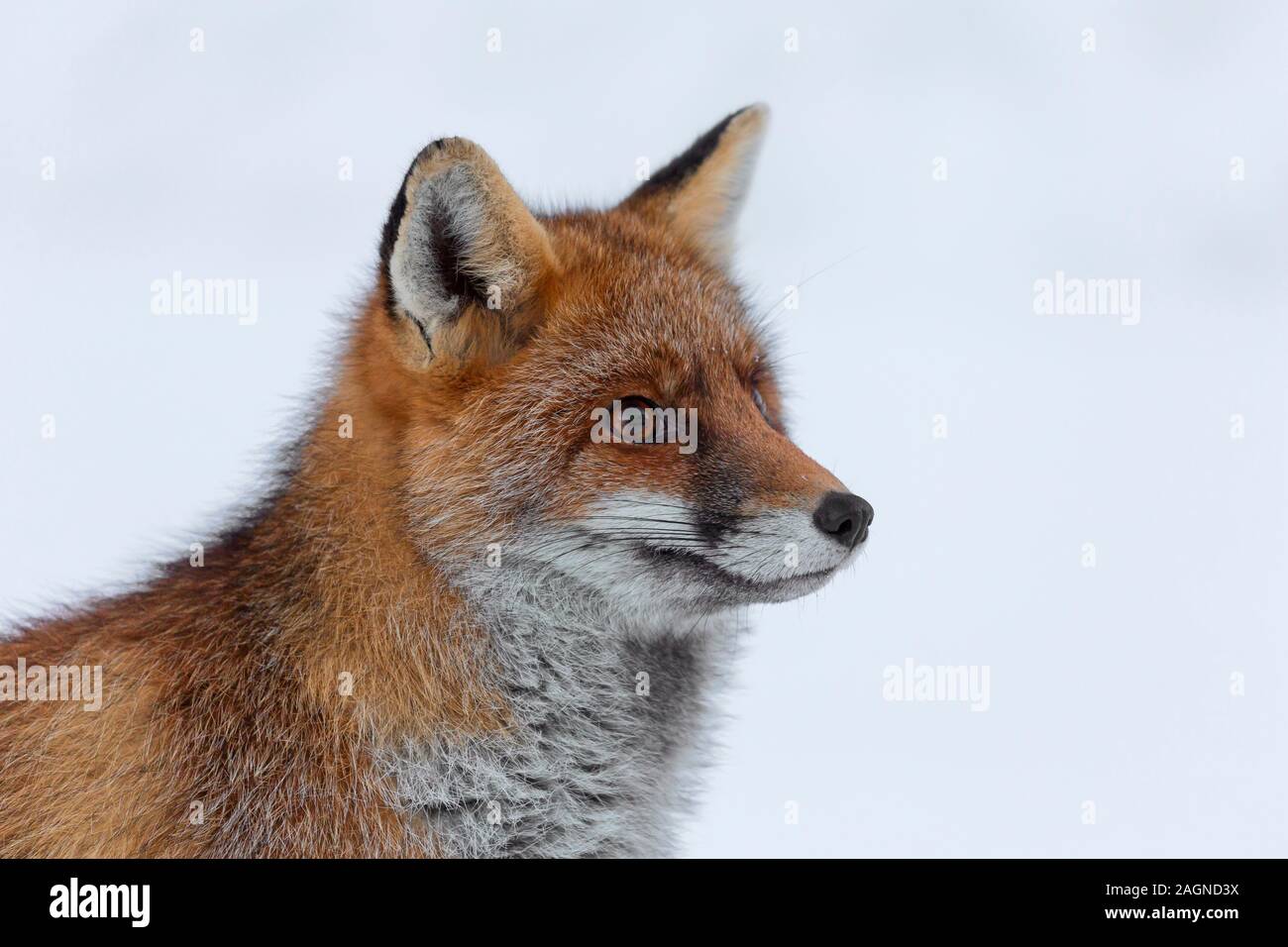 Close up red fox (Vulpes vulpes vulpes) seduta nella neve in inverno Foto Stock