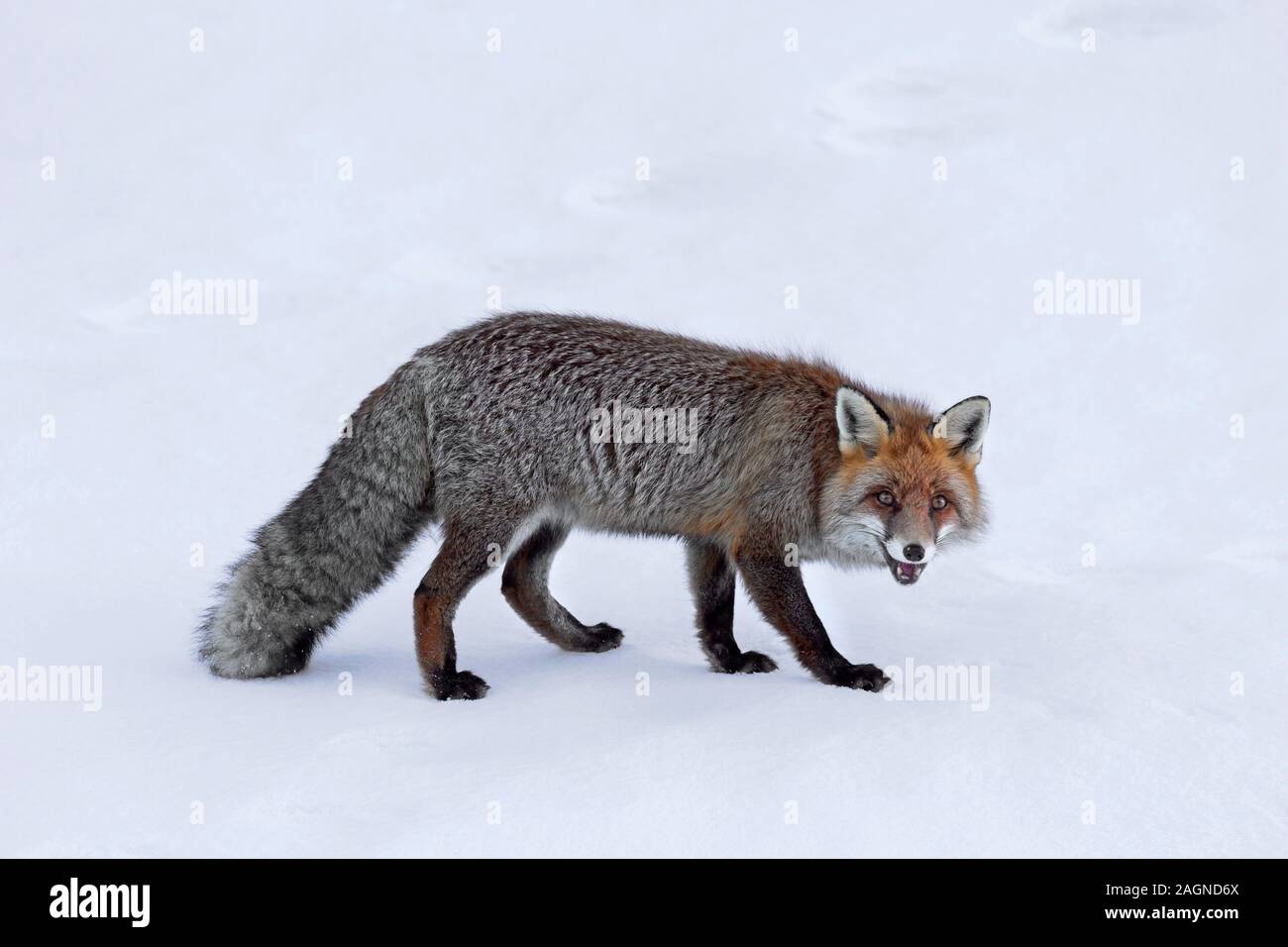 Red Fox (Vulpes vulpes vulpes) barking nella neve in inverno Foto Stock