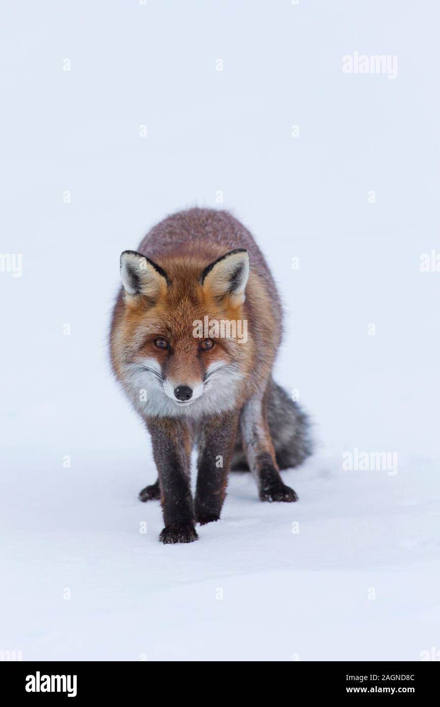 Red Fox (Vulpes vulpes) passeggiate nella neve in inverno Foto Stock