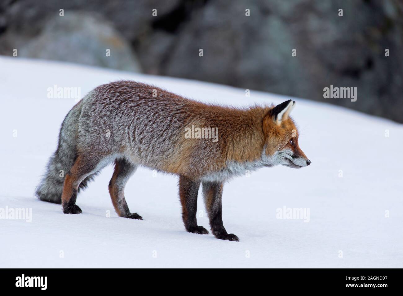 Red Fox (Vulpes vulpes vulpes) caccia nella neve sul pendio della montagna in inverno Foto Stock
