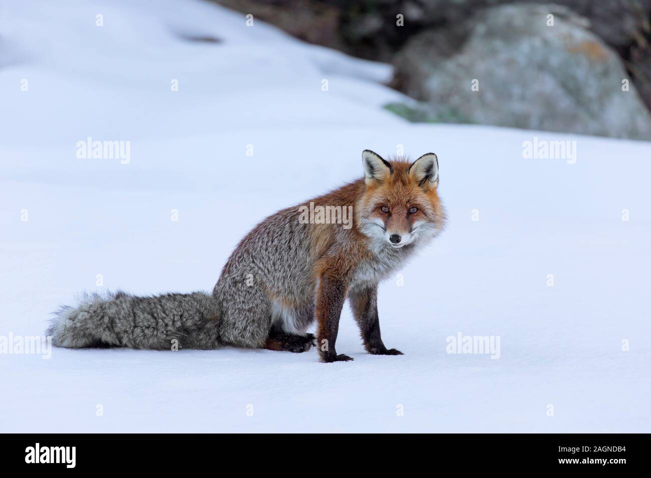 Red Fox (Vulpes vulpes vulpes) seduta nella neve in inverno in montagna Foto Stock