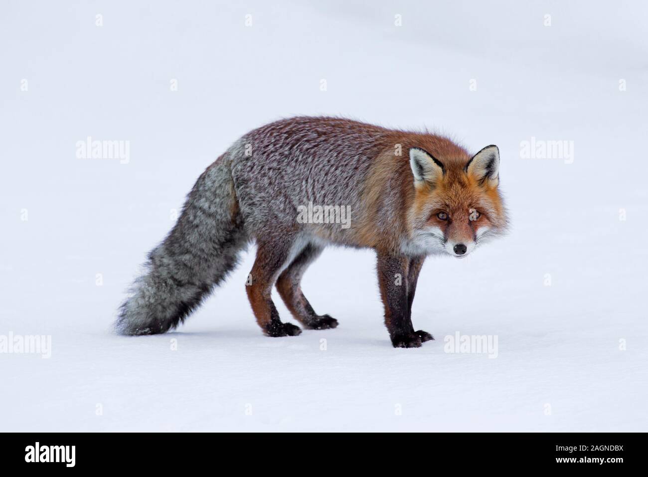 Red Fox (Vulpes vulpes vulpes) guardando verso la telecamera nella neve in inverno Foto Stock