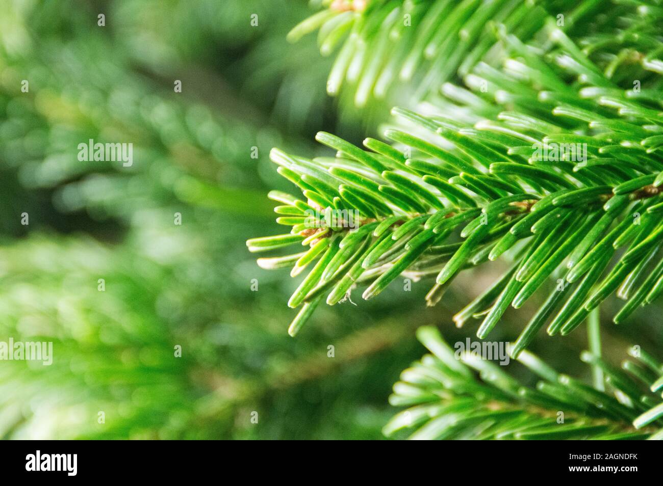 Aghi di un albero di Natale in un close-up shot Foto Stock