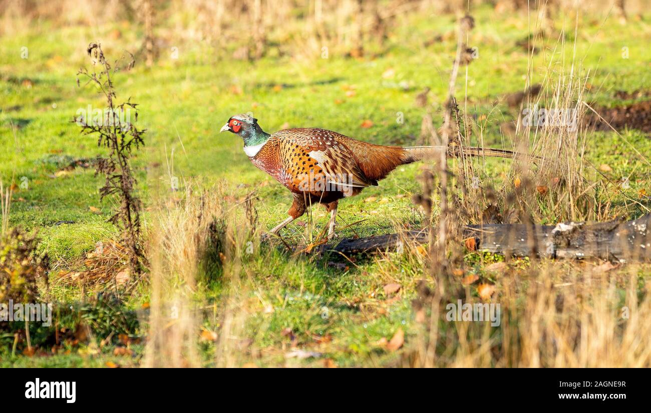 Pheasant ha preso a RSPB a Sandy, Bedfordshire, Regno Unito Foto Stock