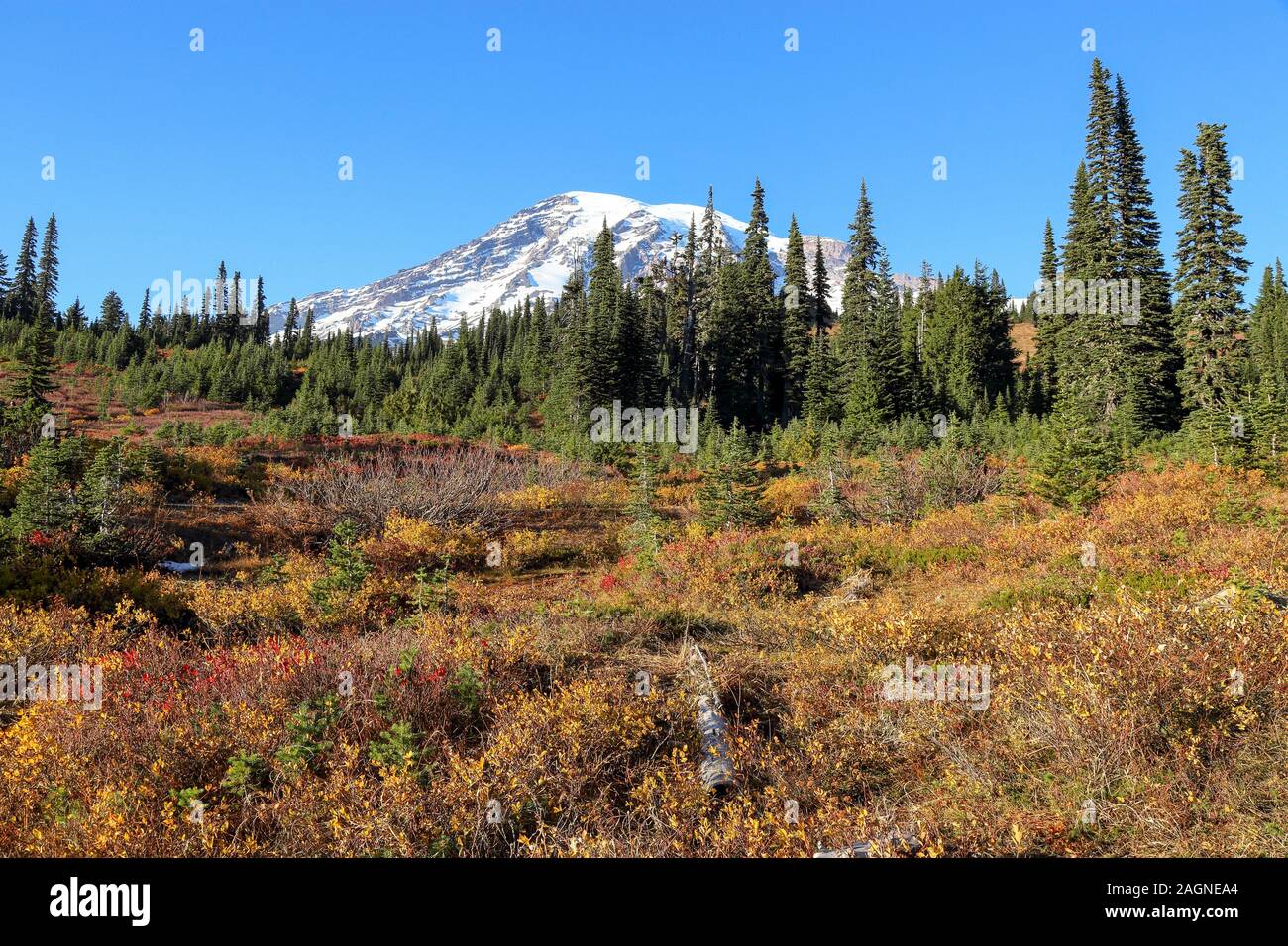 Piena di colori autunnali di transizione invernale visualizzato presso il parco nazionale del monte Rainier, Seattle Washington Foto Stock