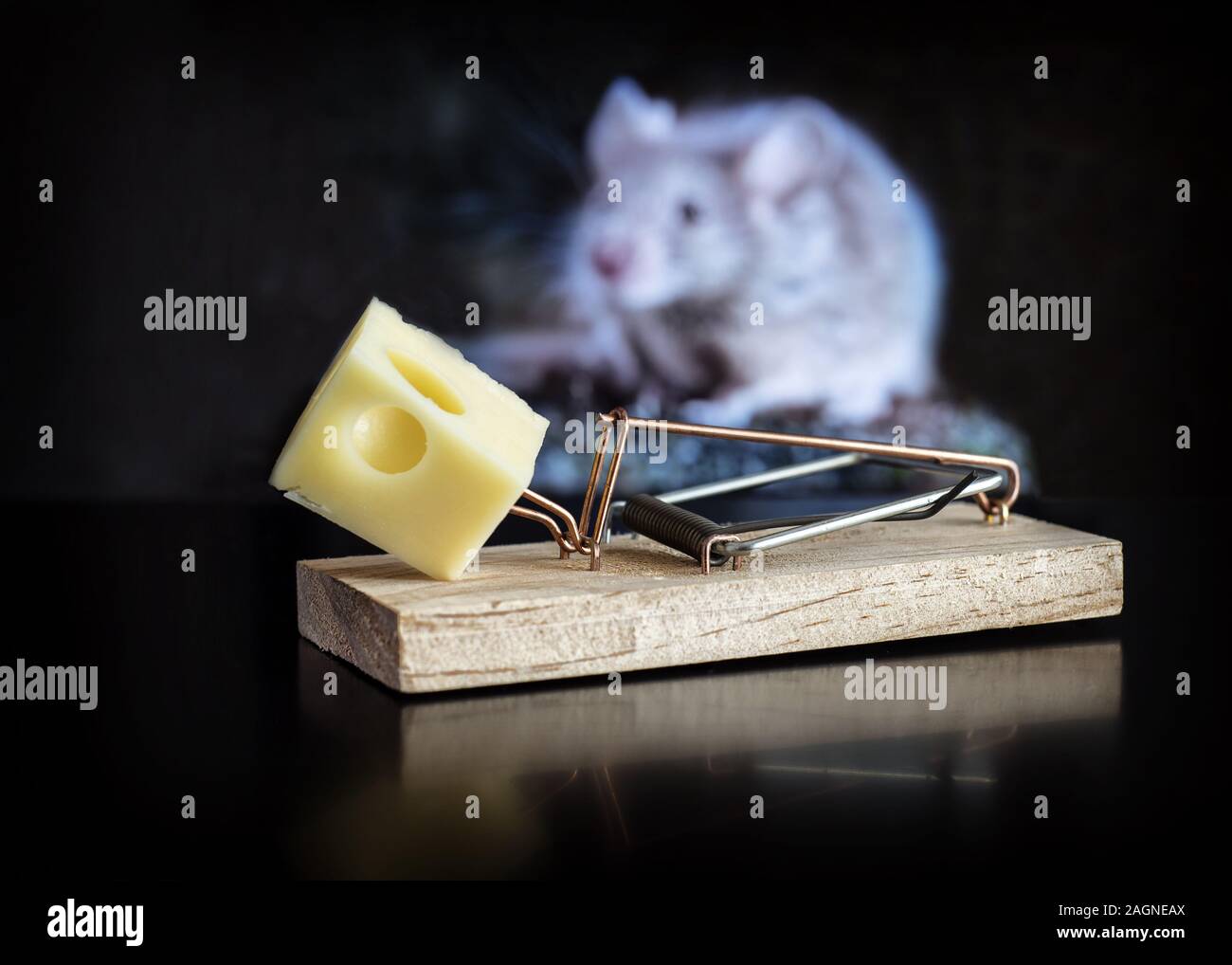 Primo piano di un pezzo di formaggio su un mousetrap con un mouse bianco sullo sfondo sfocato Foto Stock