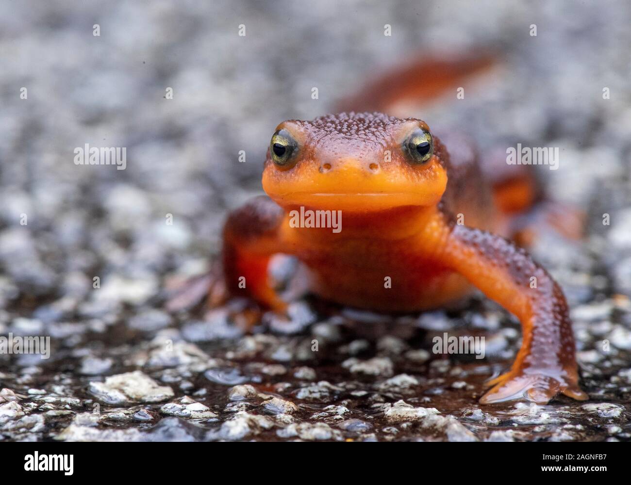 Roseburg, OREGON, Stati Uniti d'America. Xx Dec, 2019. Una pelle ruvida newt attraversa una pioggia bagna strada vicino a Elkton in western Oregon. Il corpo della pelle ruvida newt contiene una tossina potente e brillante colorazione serve come un avvertimento per i potenziali predatori. Credito: Robin Loznak/ZUMA filo/Alamy Live News Foto Stock