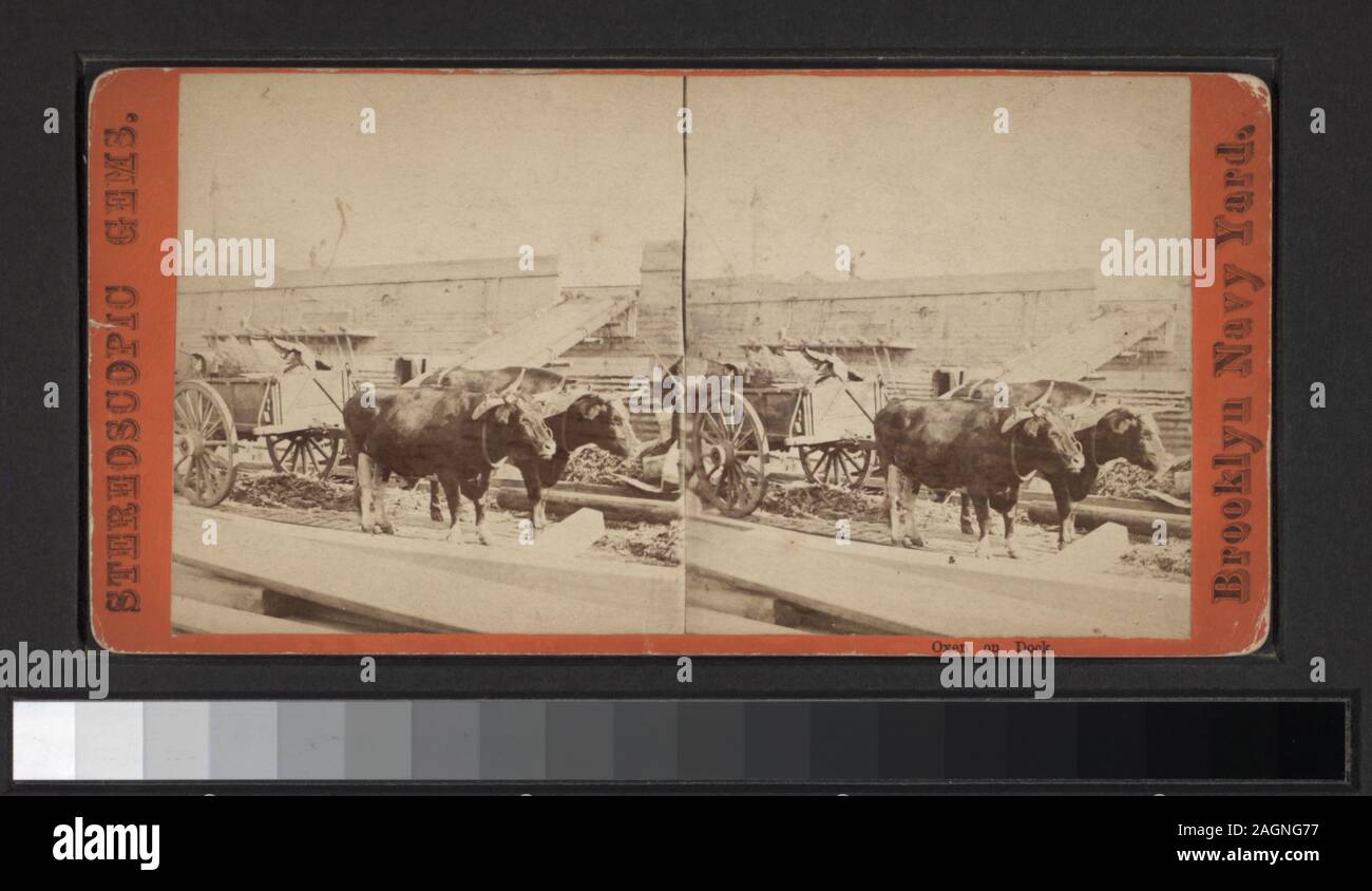 Buoi sul dock colorate a mano photoprints. Include due colorate a mano viste. Include viste da Anthony, Kilburn e altri fotografi ed editori. Robert Dennis raccolta di vista stereoscopica. Alcune viste hanno tax timbri apposti. Titolo ideato da cataloger. Viste della Brooklyn Navy Yard compresi drydocks, navi, caldaie per ferro-placcati nave, armamenti, edifici, terreni e marinai' monumento; Harbour scene, compresi i traghetti, gli sbarchi dei traghetti, navi, bacino Atlantico, e vista del fiume est dal traghetto house, vista da Brooklyn Heights. Alcune visualizzazioni duplicate.; buoi sul dock. Foto Stock