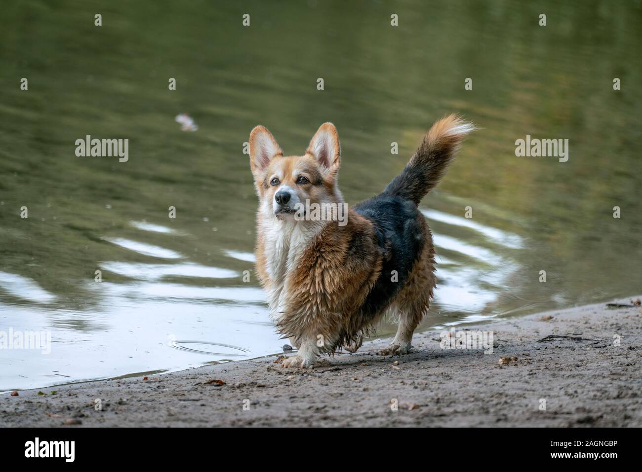 Un piccolo cane di allerta con le orecchie appuntite che pongono alla spiaggia del Lago Grunewald di Berlino Foto Stock